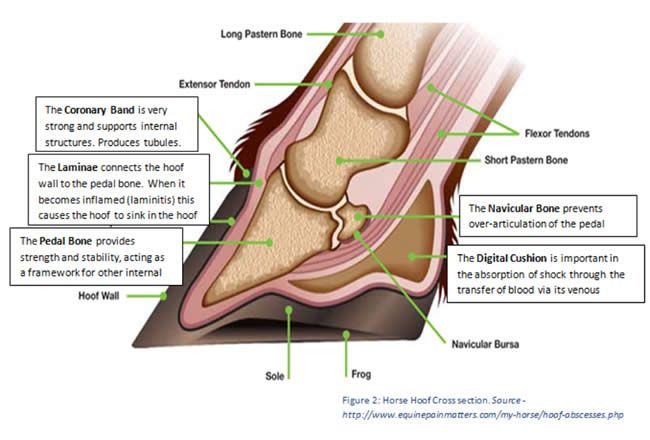 Hoof side