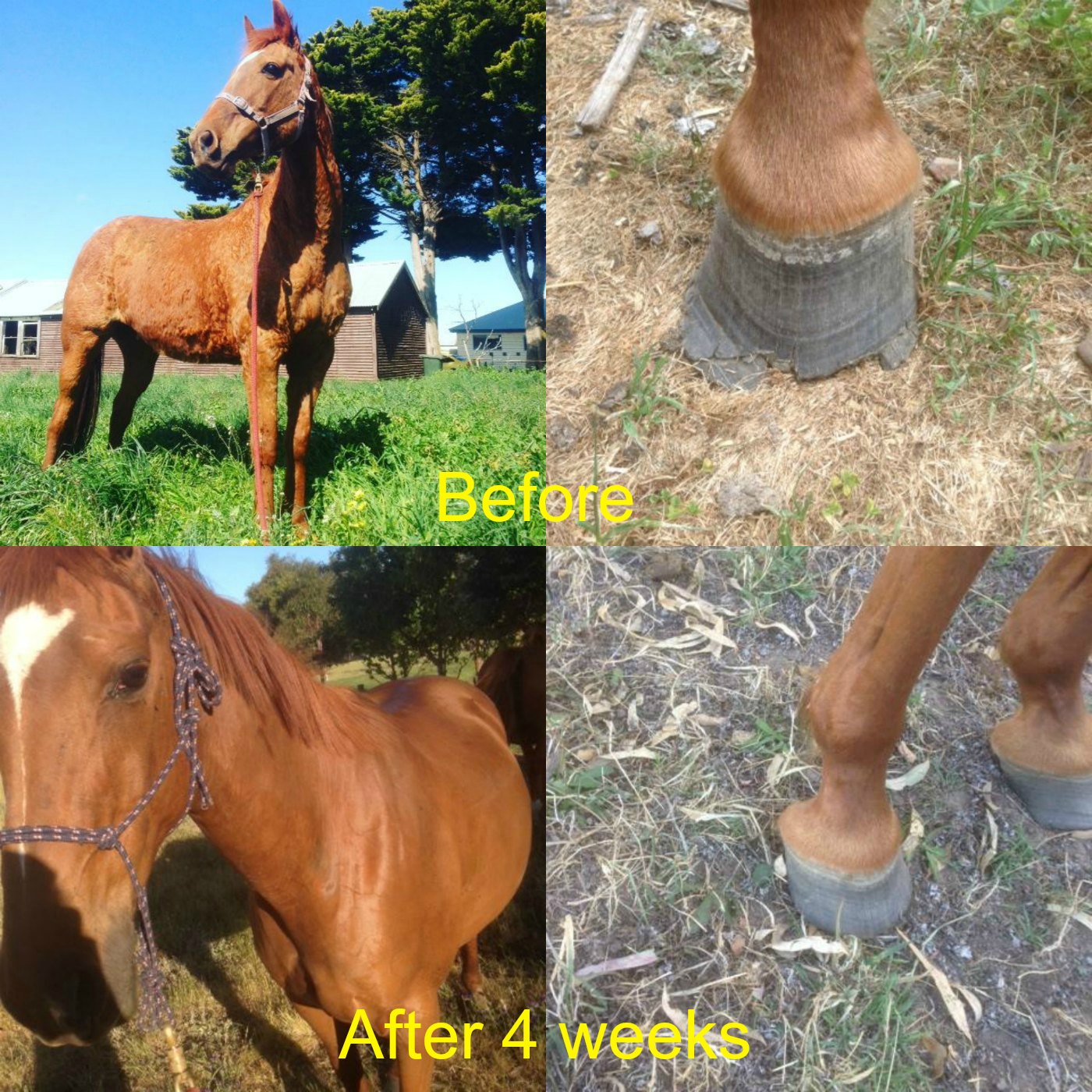 Testimonial blog 55 collage