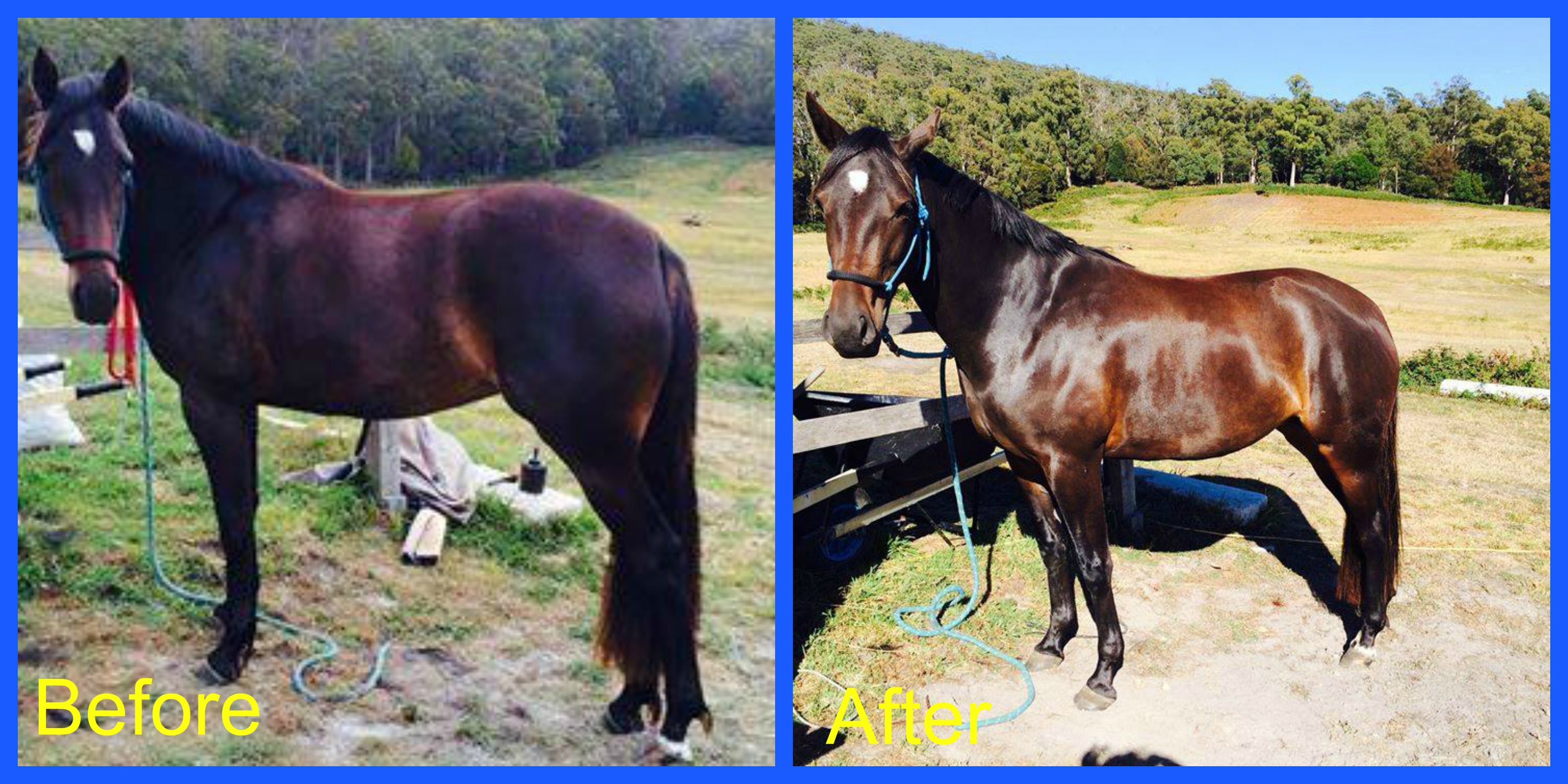 Testimonial blog 81 collage